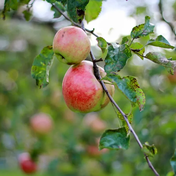 Äpfel aus dem eigenen Obstbestand