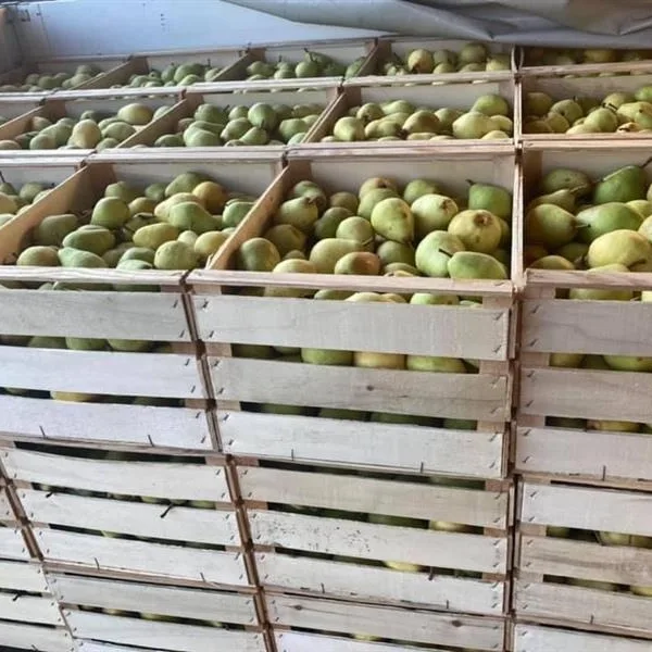 Williamsbirnen in Holzkisten