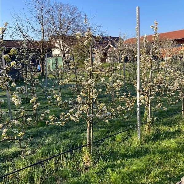 Obstgarten der Familie Huber